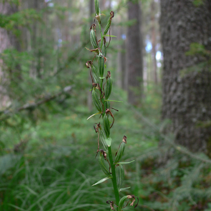 Изображение особи Platanthera bifolia.