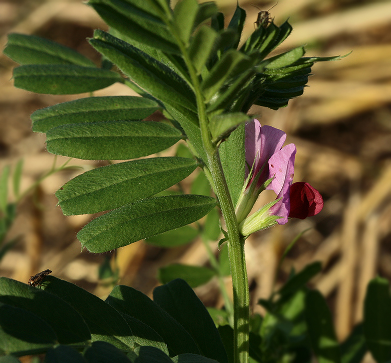 Изображение особи Vicia sativa.