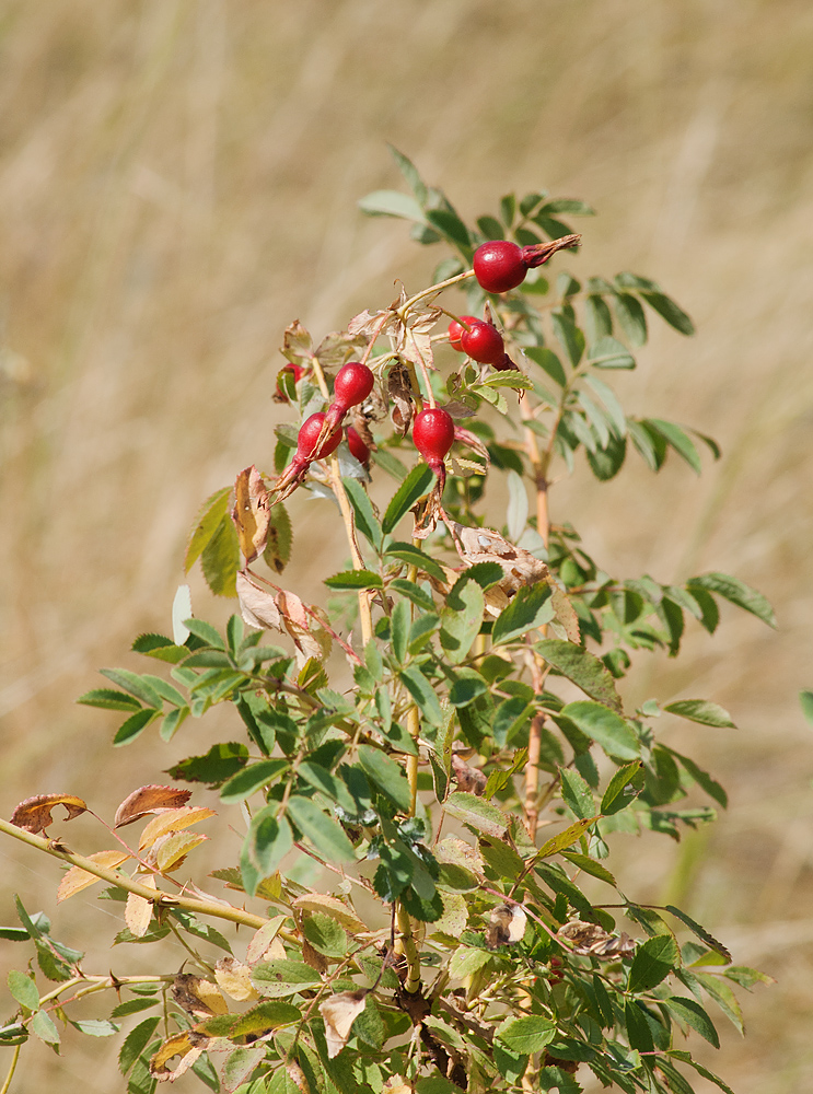 Image of Rosa laxa specimen.