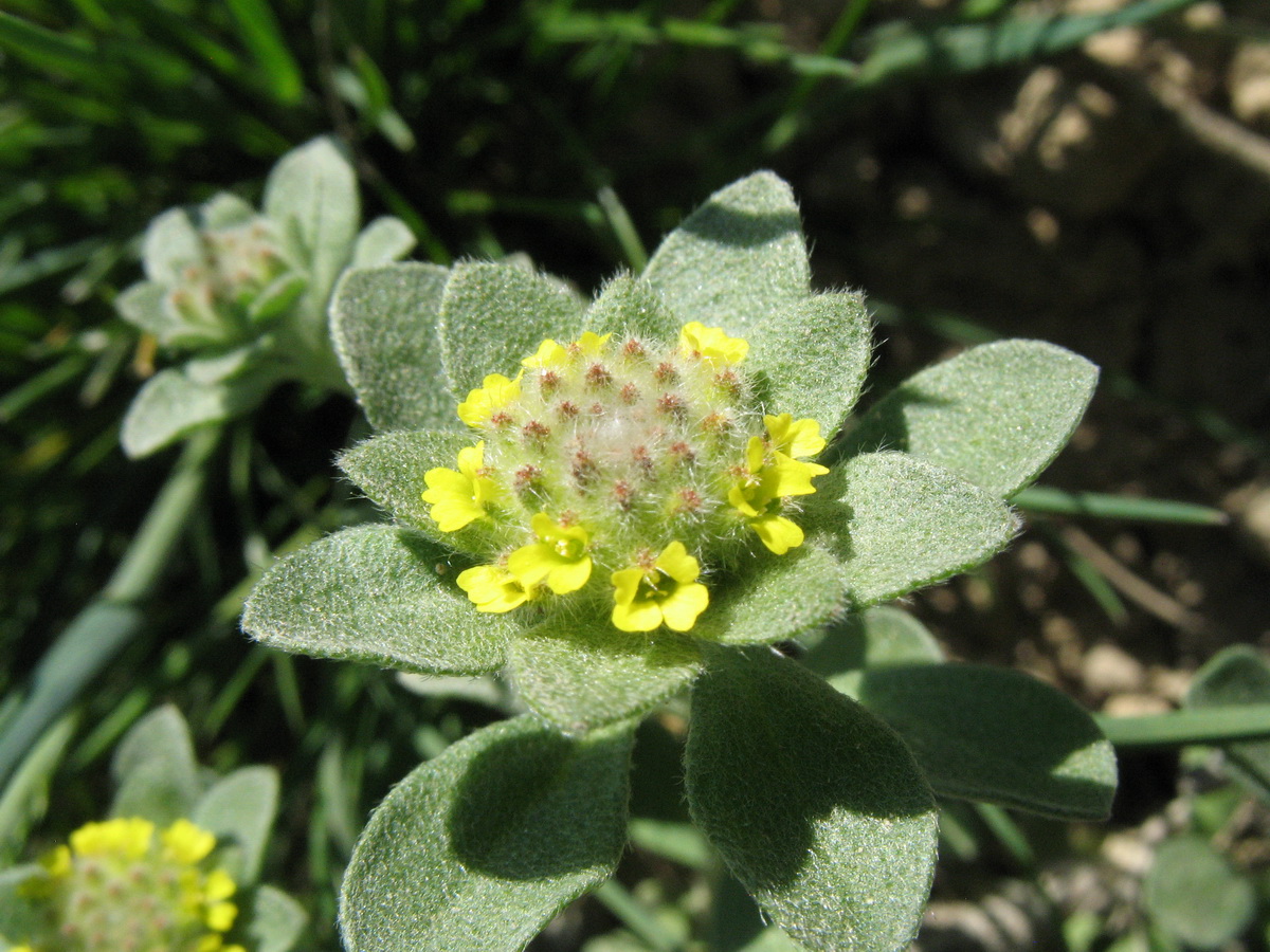 Image of Alyssum dasycarpum specimen.