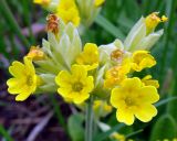 Primula veris