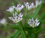 Pseudostellaria sylvatica