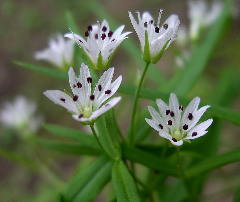 Изображение особи Pseudostellaria sylvatica.