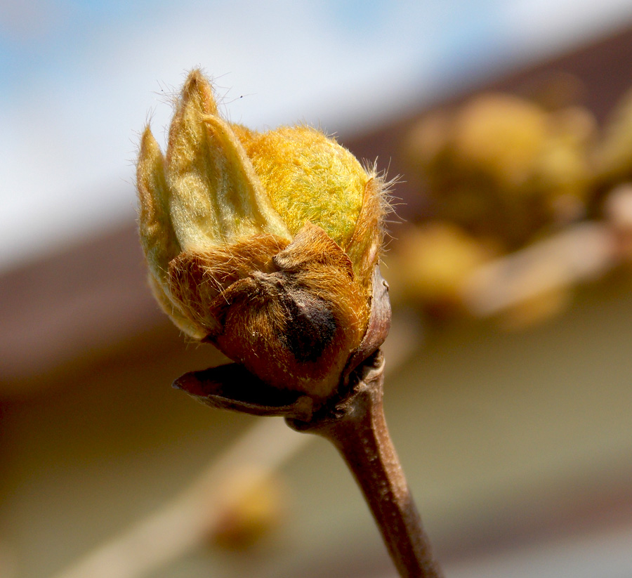 Image of Platanus orientalis specimen.