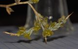 Noaea mucronata