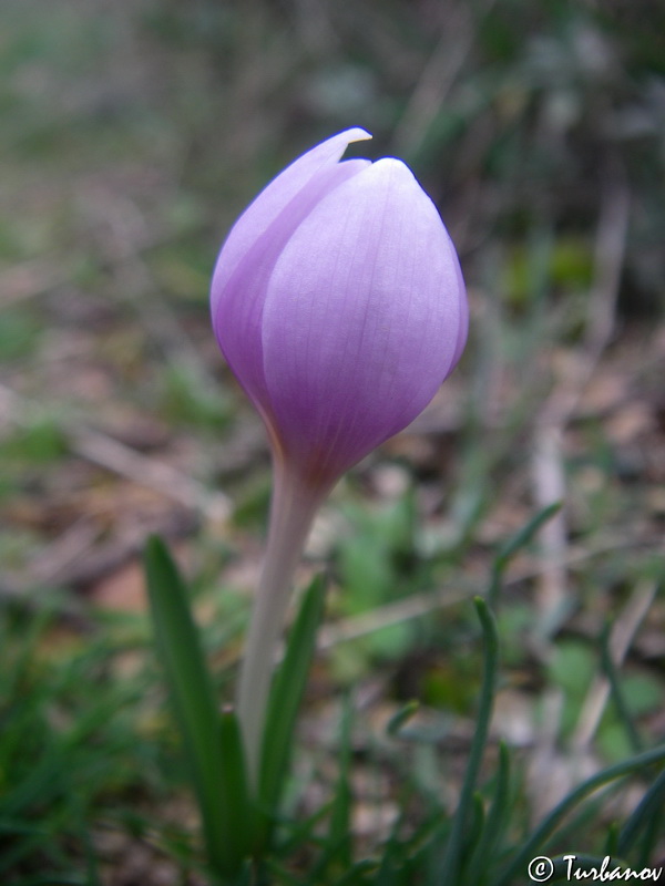 Image of Colchicum triphyllum specimen.