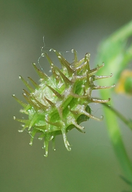 Image of Medicago denticulata specimen.