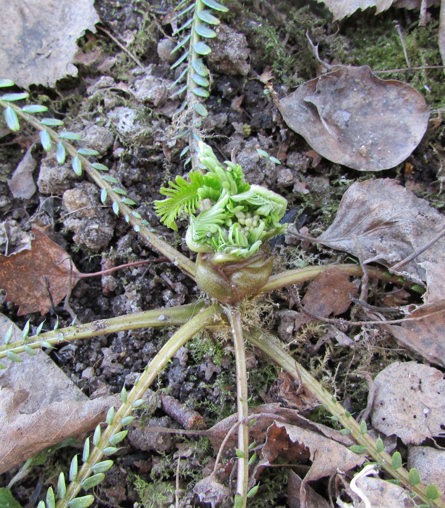 Изображение особи Pteridophyllum racemosum.