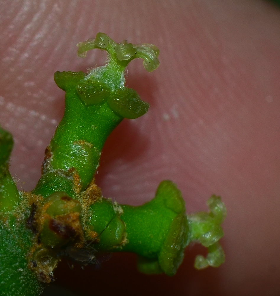 Image of Euphorbia tirucalli specimen.