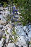 Echium vulgare