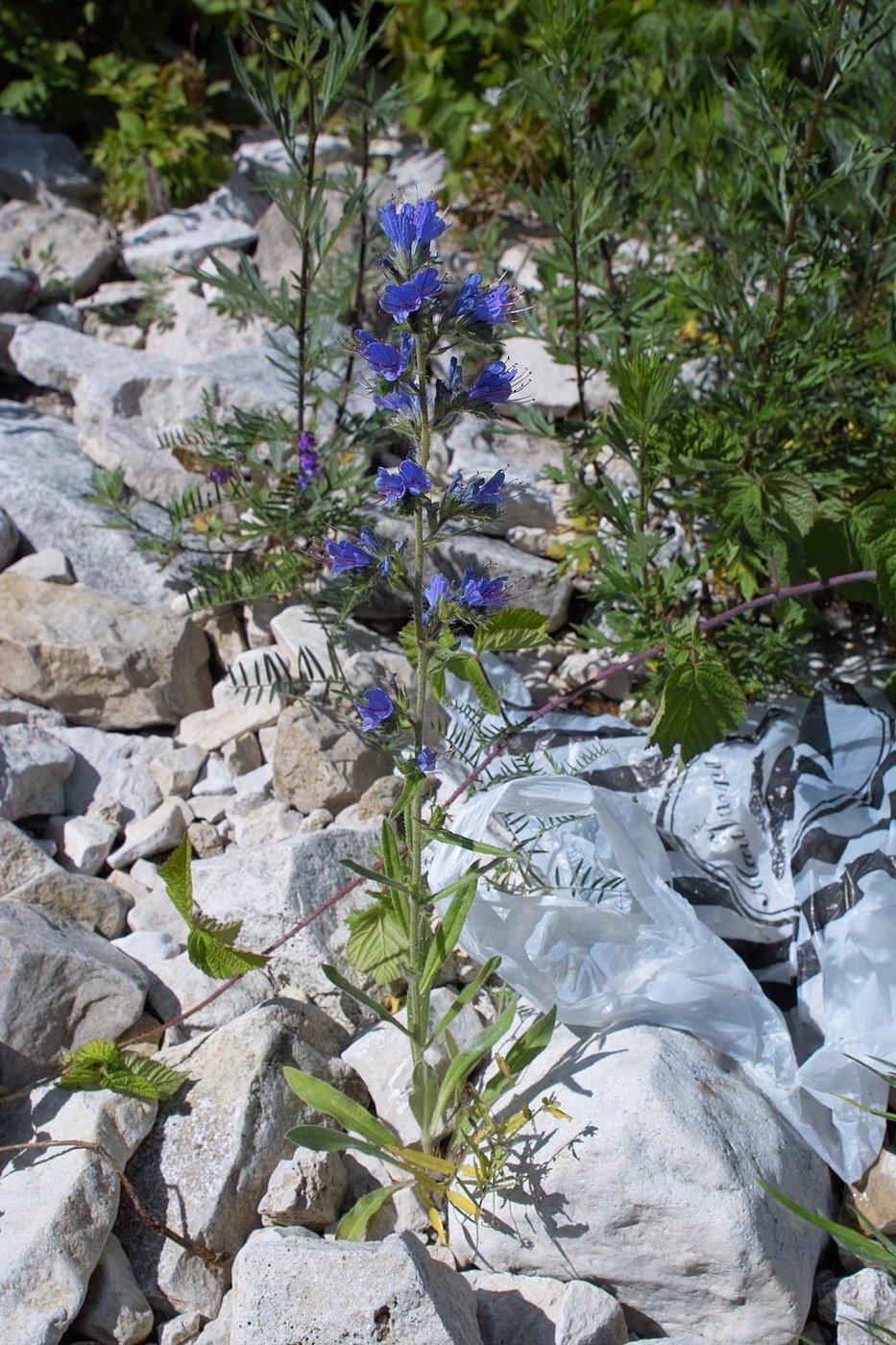 Image of Echium vulgare specimen.