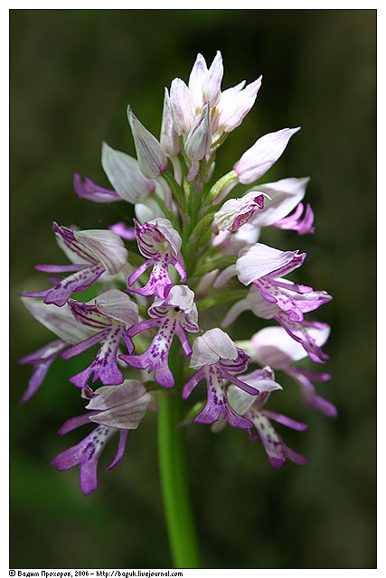 Image of Orchis militaris specimen.