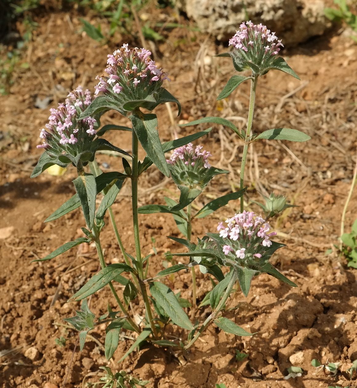 Изображение особи Ziziphora capitata.