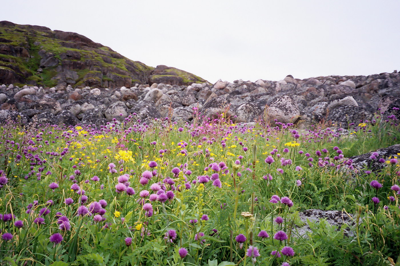 Изображение особи Allium schoenoprasum.