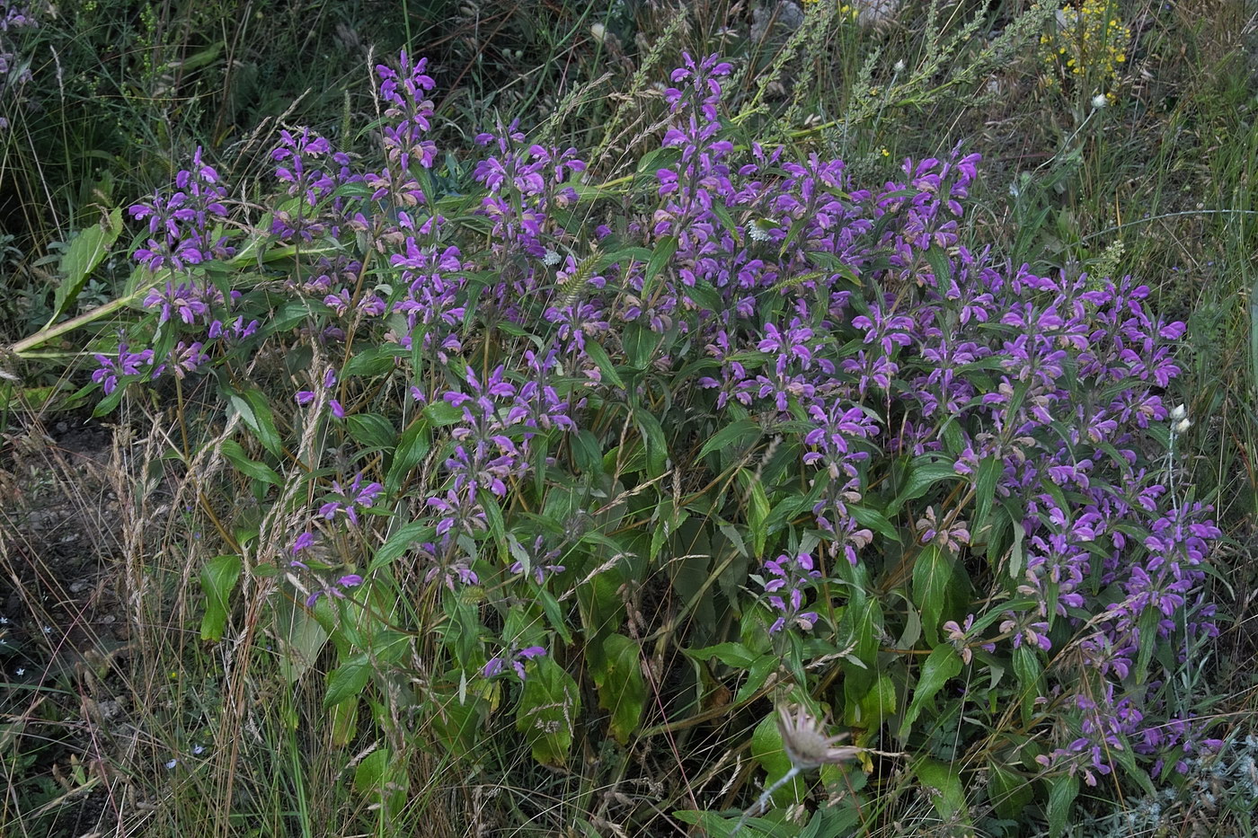 Image of Phlomis pungens specimen.