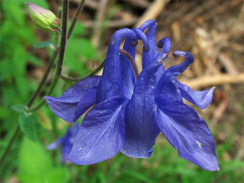 Изображение особи Aquilegia vulgaris.