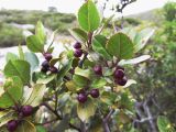 Rhamnus alaternus
