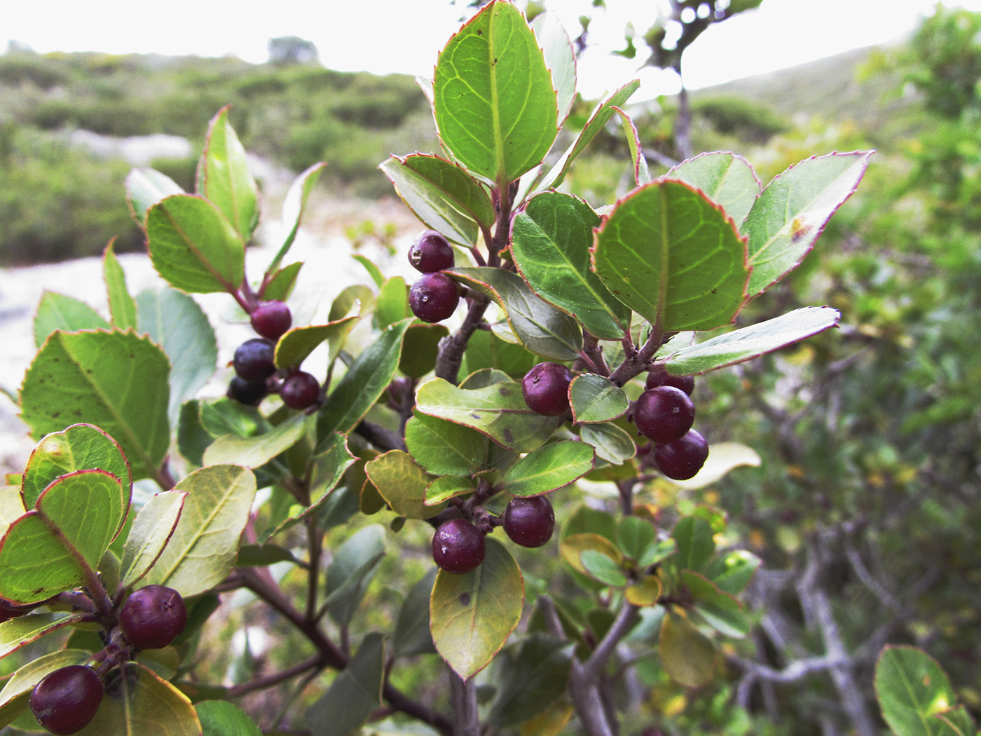 Image of Rhamnus alaternus specimen.