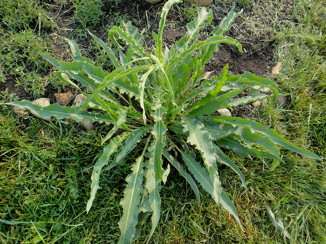 Изображение особи Rumex pseudonatronatus.