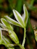 Ornithogalum narbonense