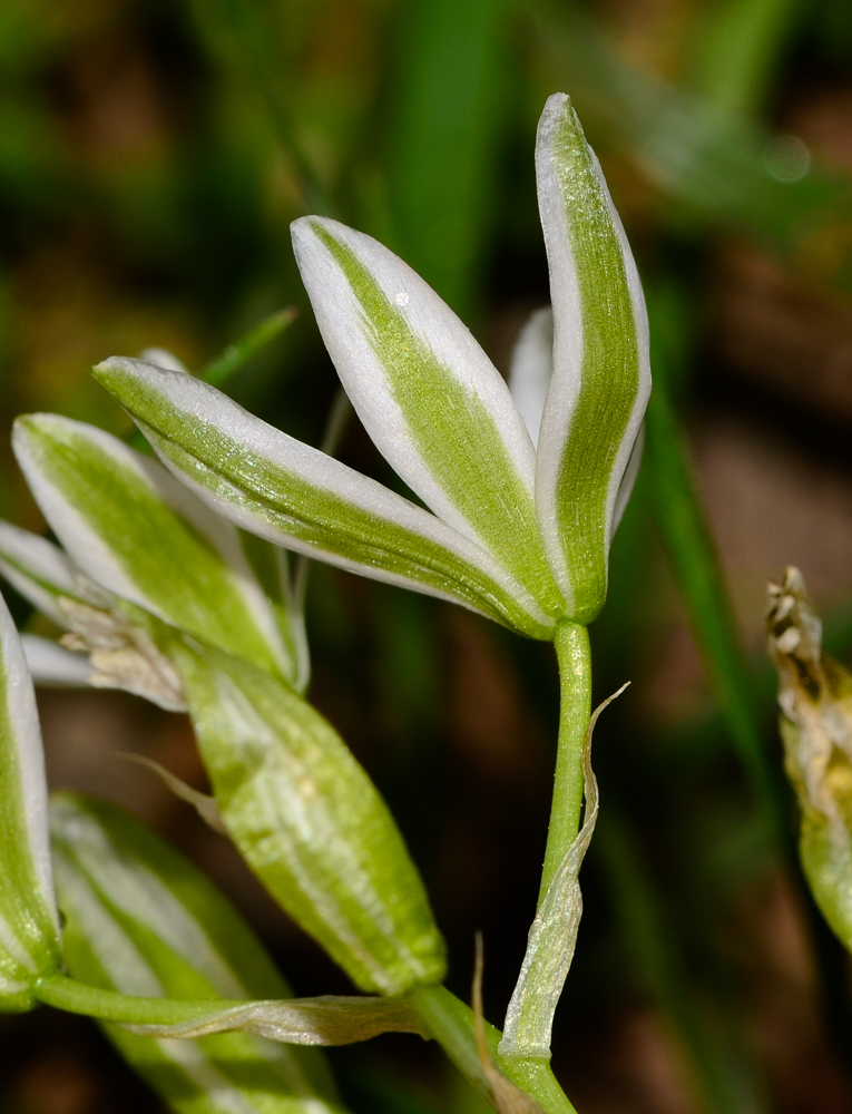 Image of Ornithogalum narbonense specimen.