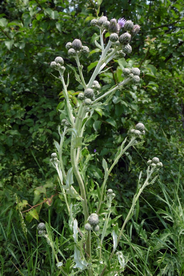 Image of Cirsium incanum specimen.