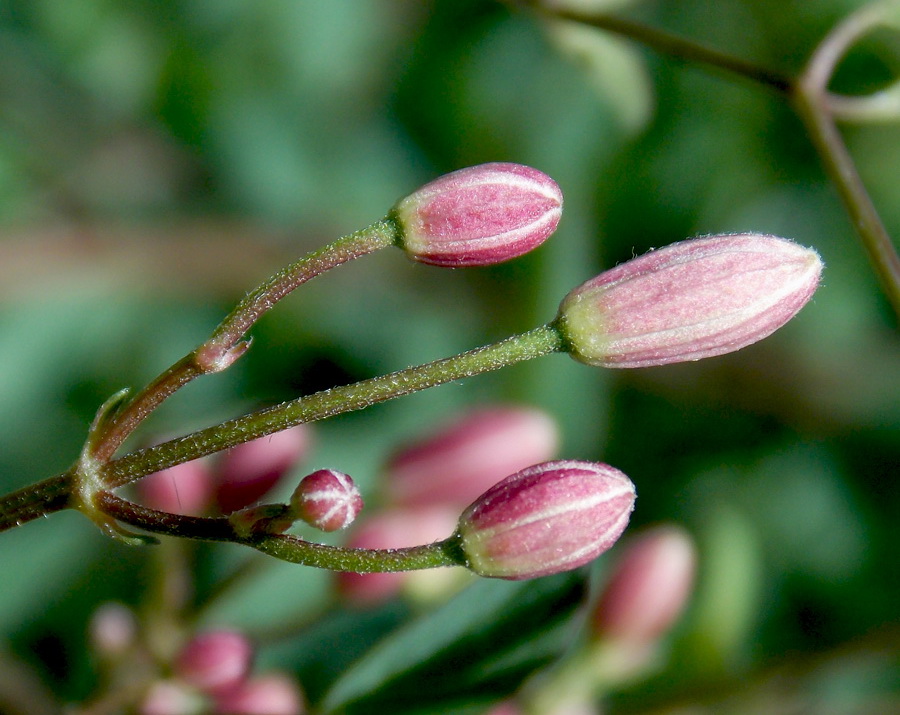 Image of Clematis lathyrifolia specimen.