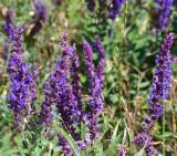 Salvia tesquicola