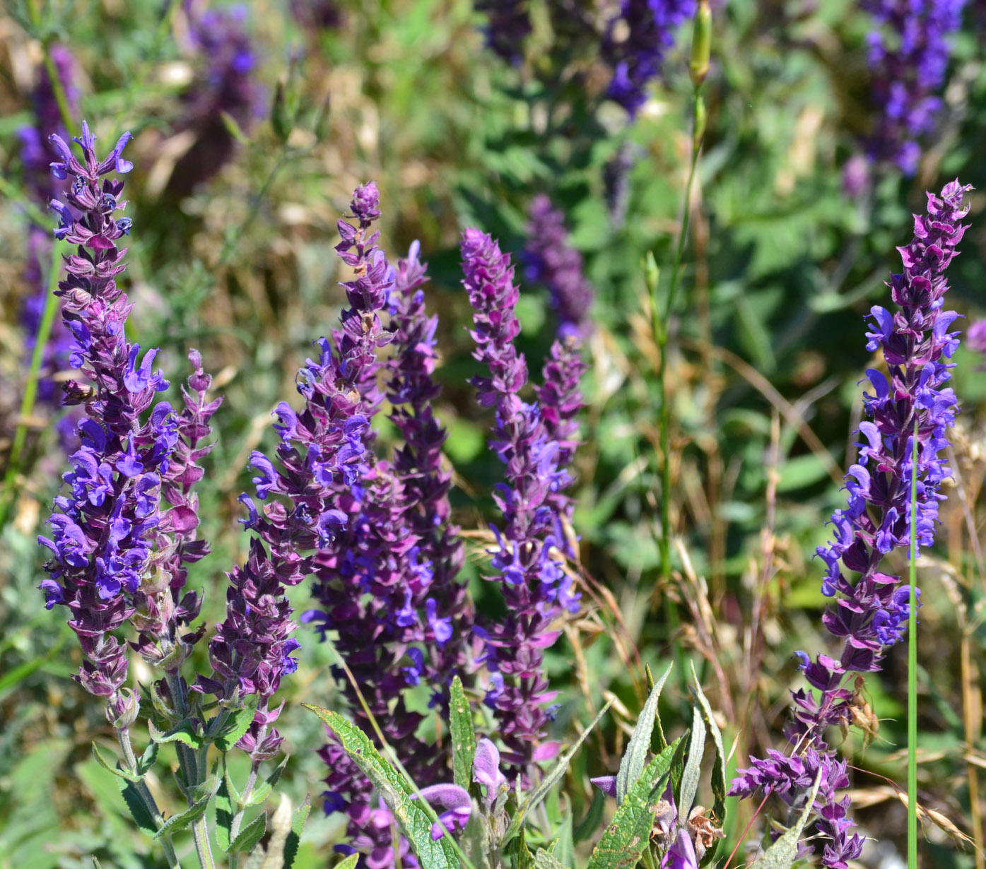 Изображение особи Salvia tesquicola.