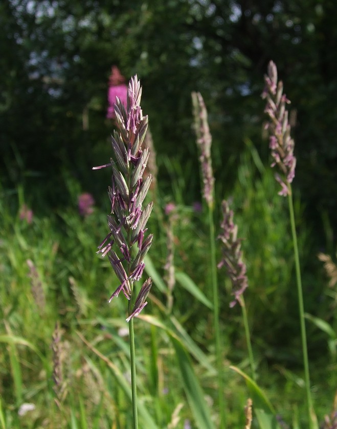 Image of Elytrigia repens specimen.