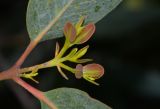 Eucalyptus woodwardii