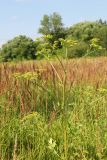 Pastinaca sativa