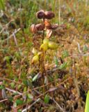 Scheuchzeria palustris