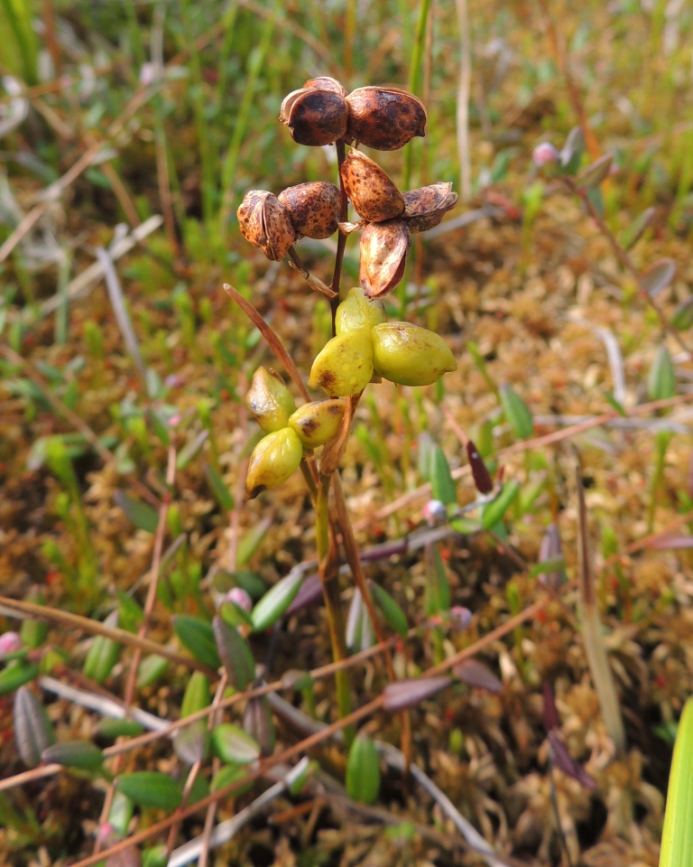 Image of Scheuchzeria palustris specimen.