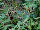 Geranium sibiricum