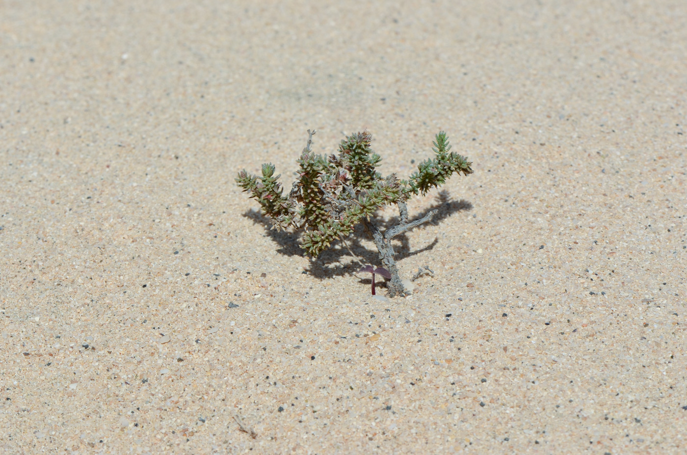 Image of Frankenia capitata specimen.