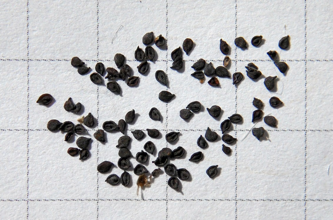 Image of Psammophiliella muralis specimen.