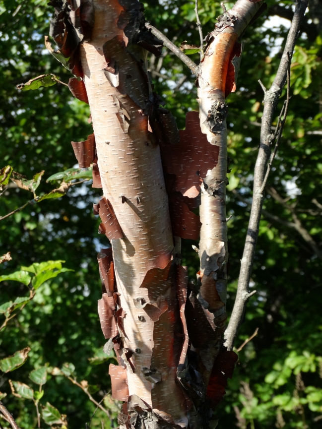 Image of Betula dauurica specimen.