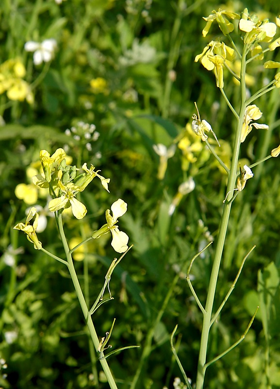 Таксон редьки дикой. Редька Дикая (Raphanus raphanistrum). Raphanus raphanistrum – редька Полевая. Сурепка свербига Восточная. Редька Дикая Плантариум.