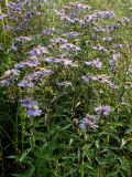 Aster maackii