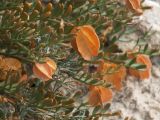 Zygophyllum pinnatum