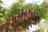 Acer henryi