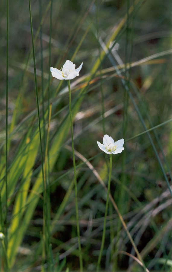 Изображение особи Parnassia palustris.