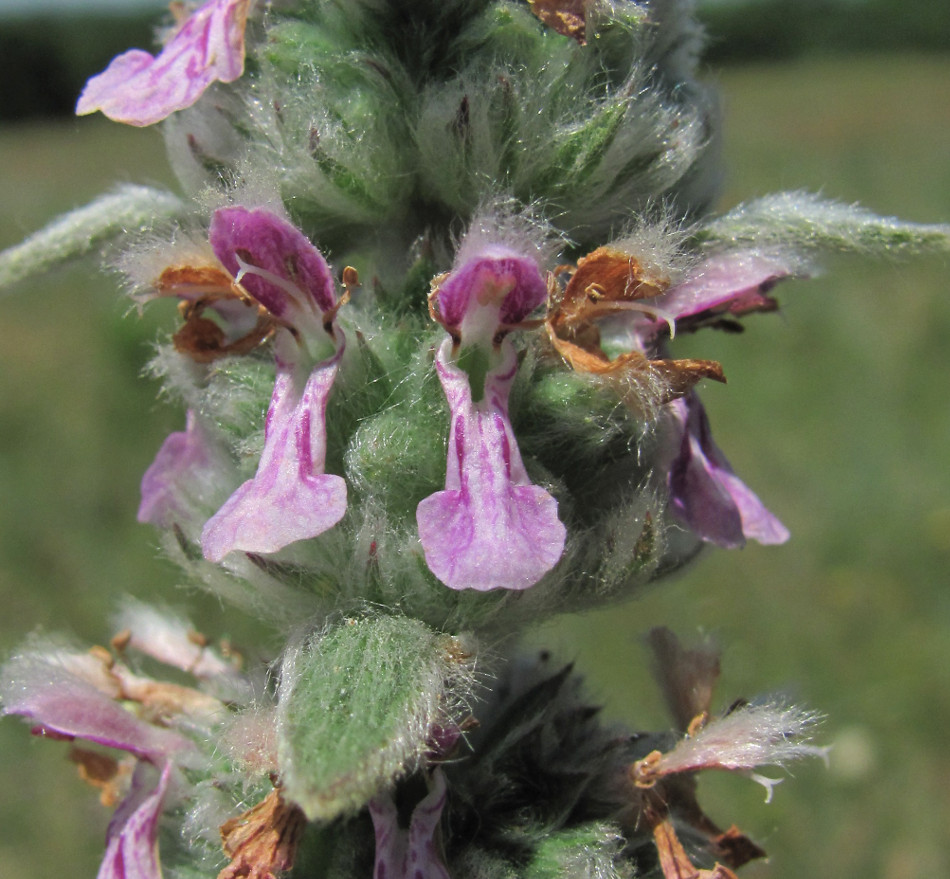 Изображение особи Stachys germanica.