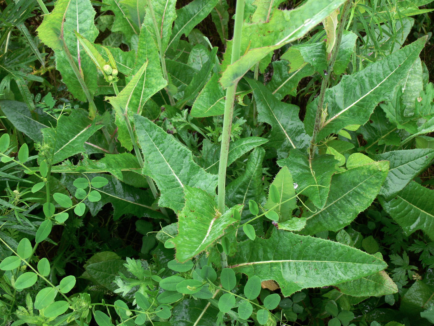 Image of Sonchus arvensis specimen.