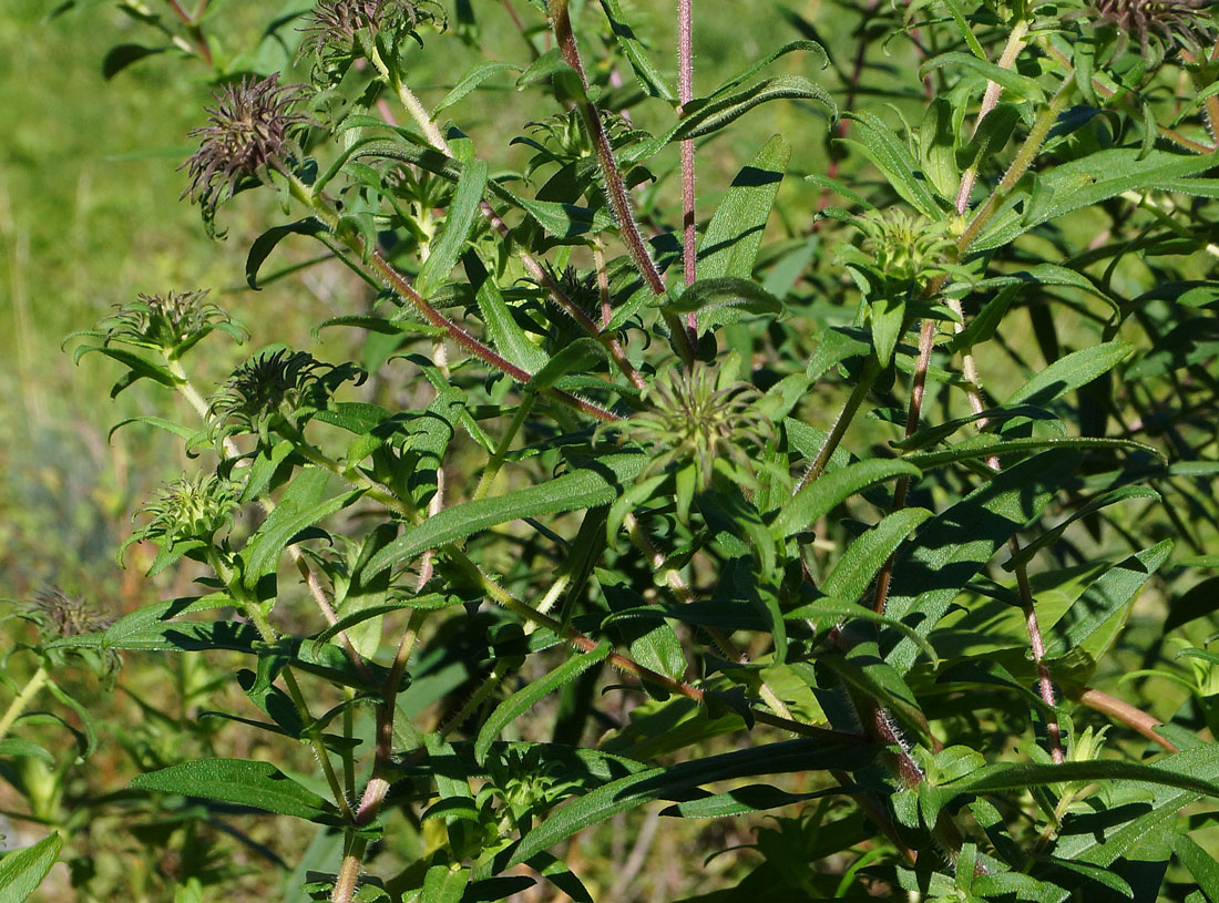 Изображение особи Symphyotrichum novae-angliae.