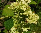 Hydrangea arborescens. Соцветие (вид сбоку). Восточный Казахстан, г. Усть-Каменогорск, парк Жастар, в культуре. 04.09.2016.