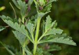 Teucrium chamaedrys