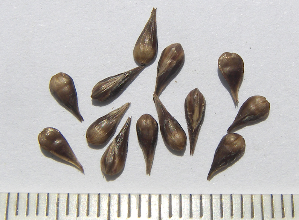 Image of Carex vulpina specimen.