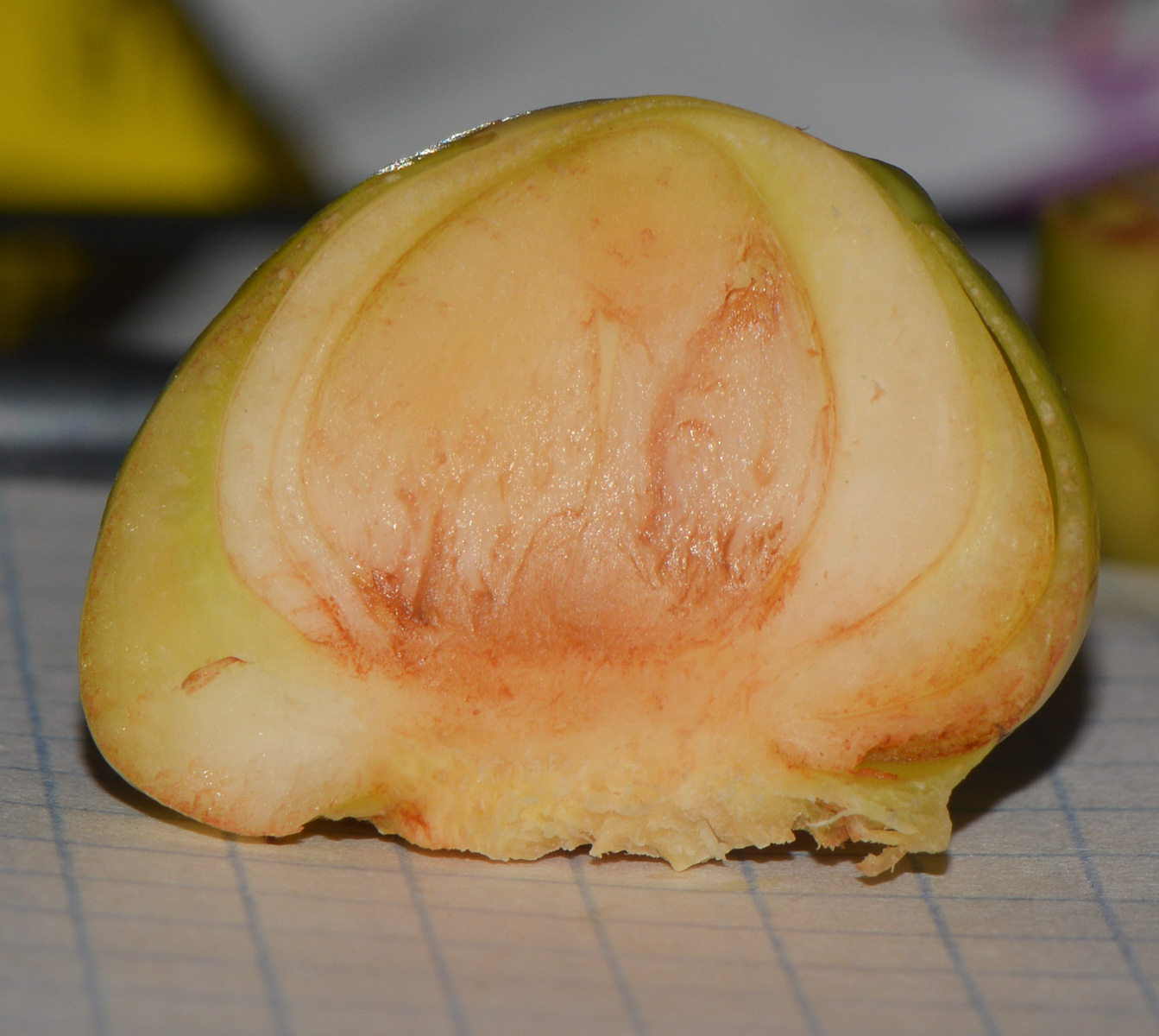 Image of Cocos nucifera specimen.